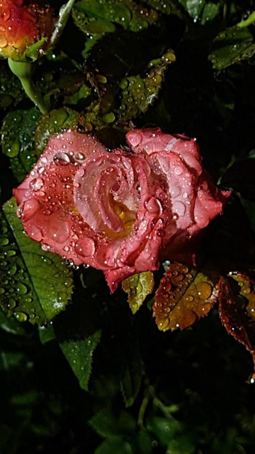 Lesroses1680 Bed & Breakfast Blainville-sur-Mer Екстериор снимка