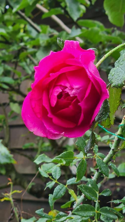 Lesroses1680 Bed & Breakfast Blainville-sur-Mer Екстериор снимка