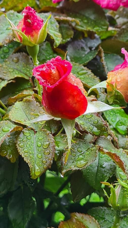 Lesroses1680 Bed & Breakfast Blainville-sur-Mer Екстериор снимка