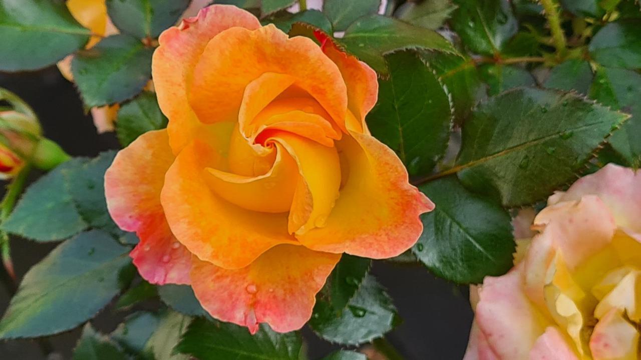 Lesroses1680 Bed & Breakfast Blainville-sur-Mer Екстериор снимка