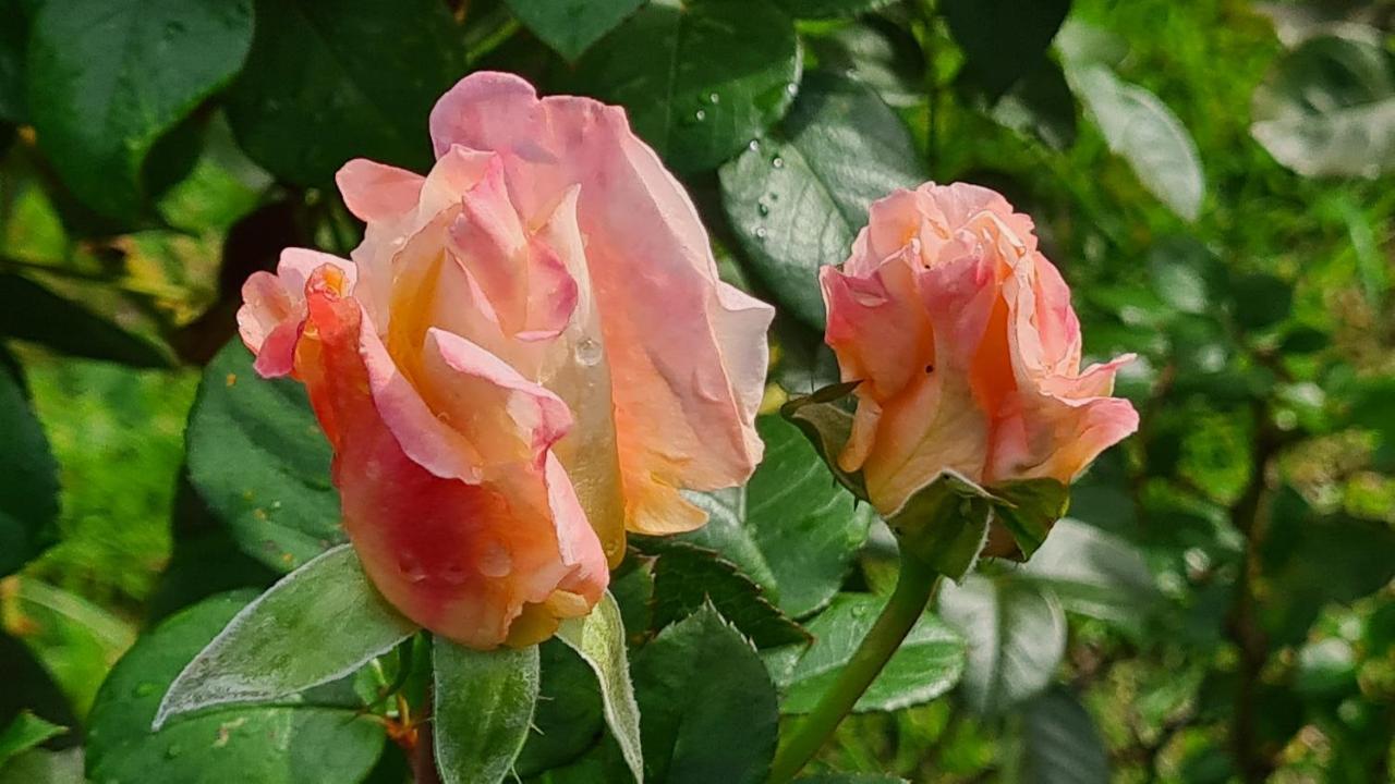 Lesroses1680 Bed & Breakfast Blainville-sur-Mer Екстериор снимка